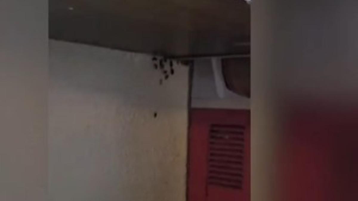 Beraria H din Bucuresti inchisa de ANPC Gandaci gasiti pe ustensile si in recipiente