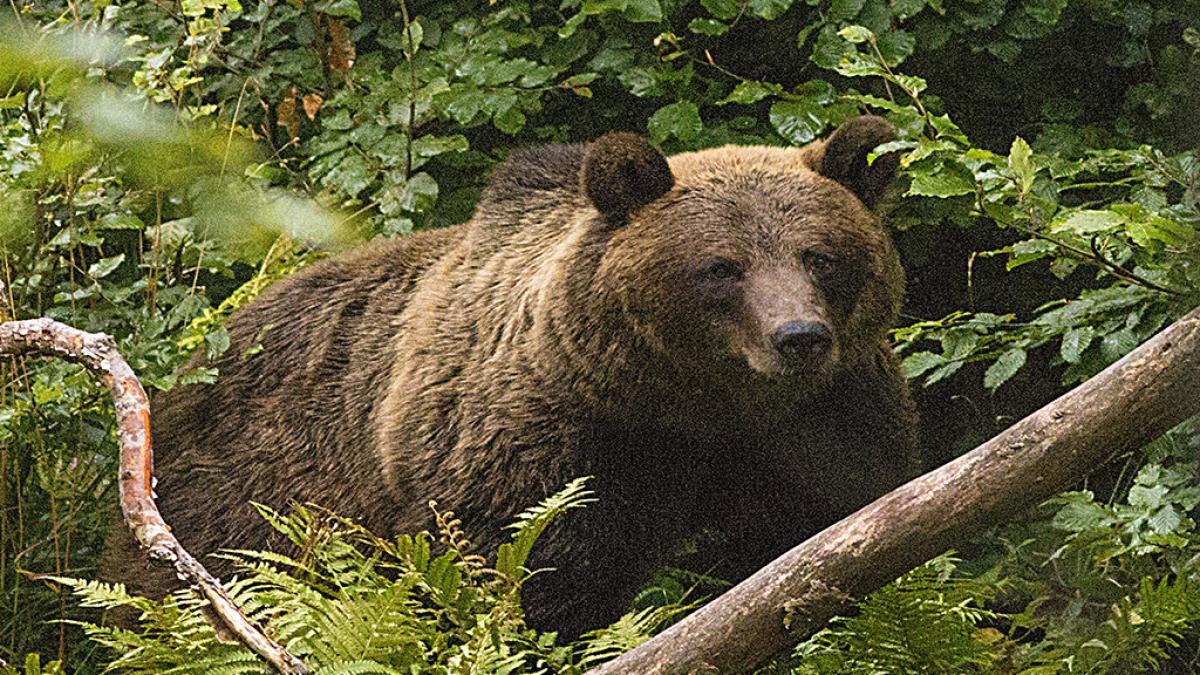 Ministrul Mediului Propun impuscarea ursilor care ameninta oamenii