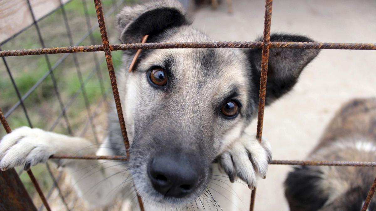 Pachet revolutionar de legi pentru protectia animalelor