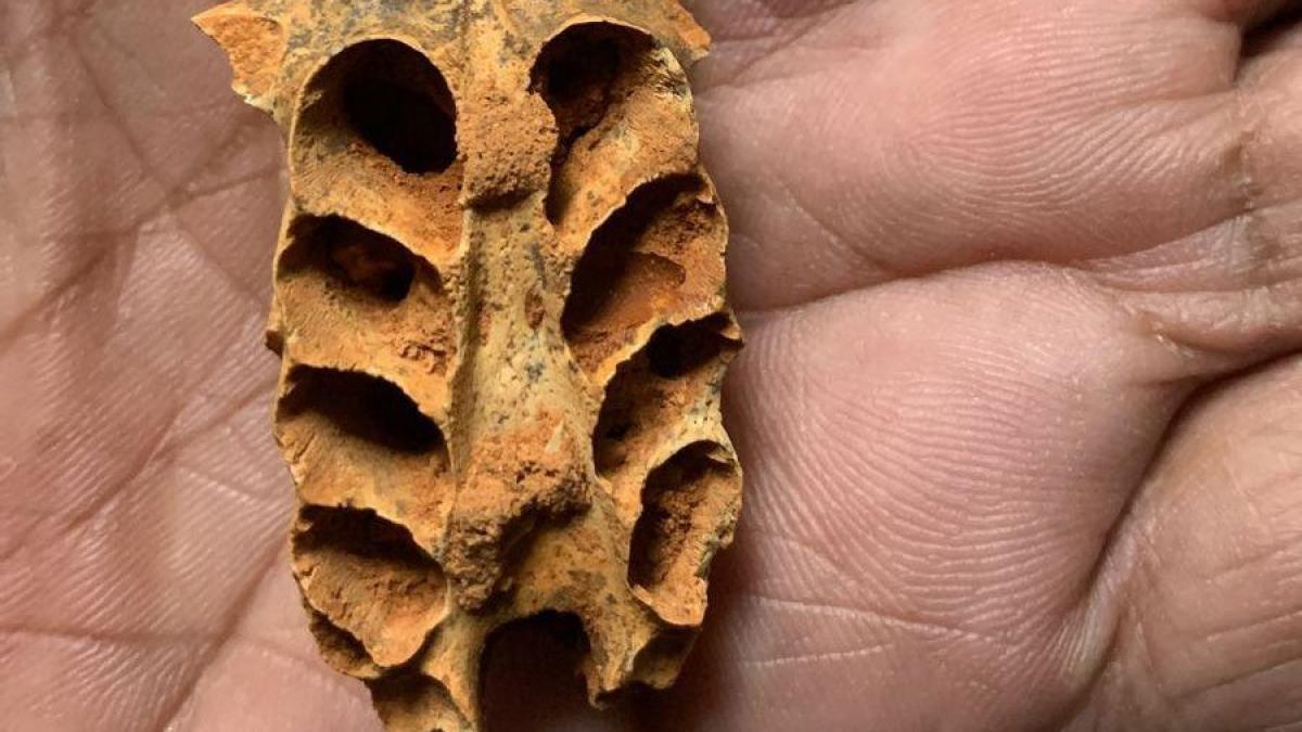 O fosila in interiorul unei fosile Cercetatorii au gasit cuiburi de albine antice in oasele fosilizate dintr o pestera din Caribe
