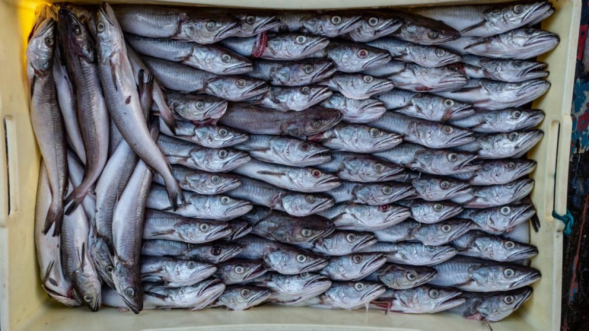 Peste 600 kg de merluciu cu larve Anisakis retrase