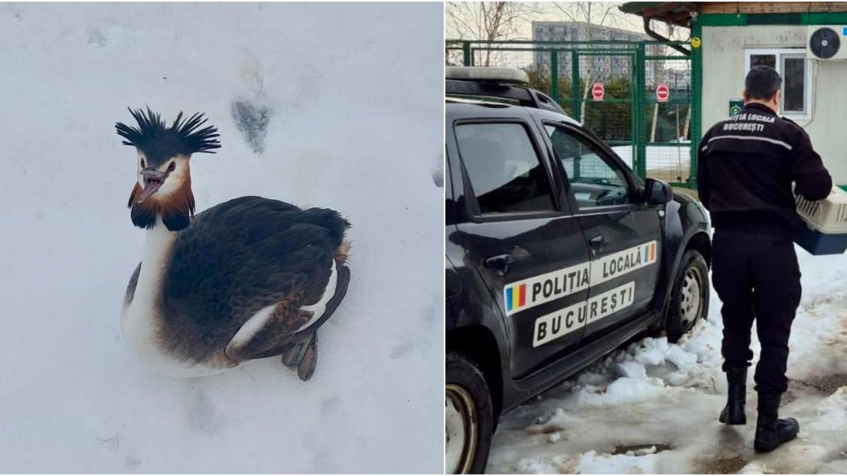 O pasare spectaculoasa din Delta Vacaresti parte a unei specii protejate a fost salvata dupa ce a