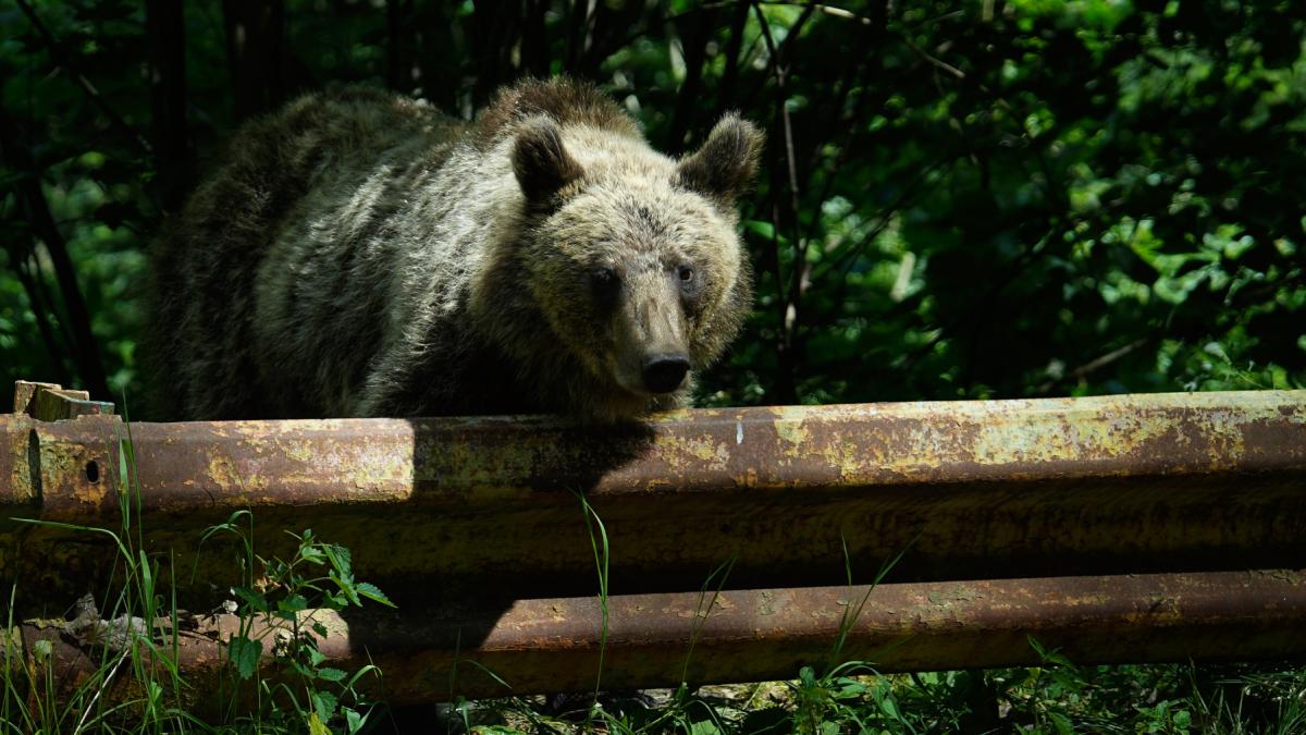 Romania ar putea vana de doua ori mai multi ursi Buzoianu Ar reprezenta un raspuns la o nevoie reala nu