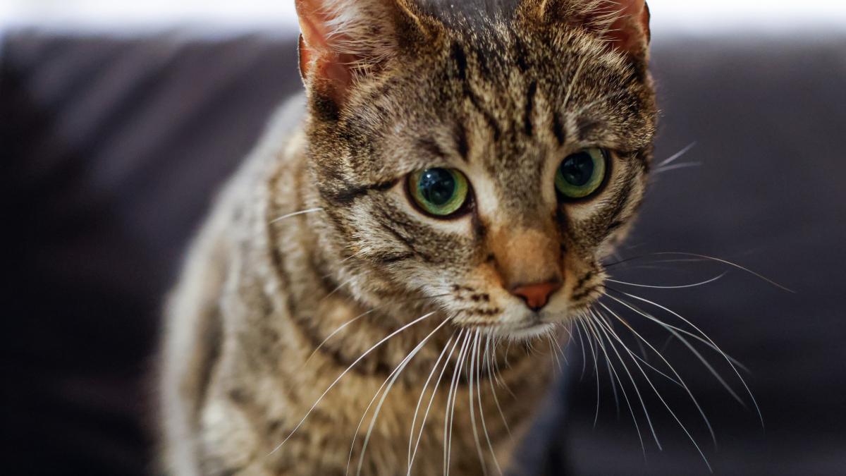 Ministerul Mediului a adoptat o pisica cu o poveste emotionanta Buzoianu Schimbarea este
