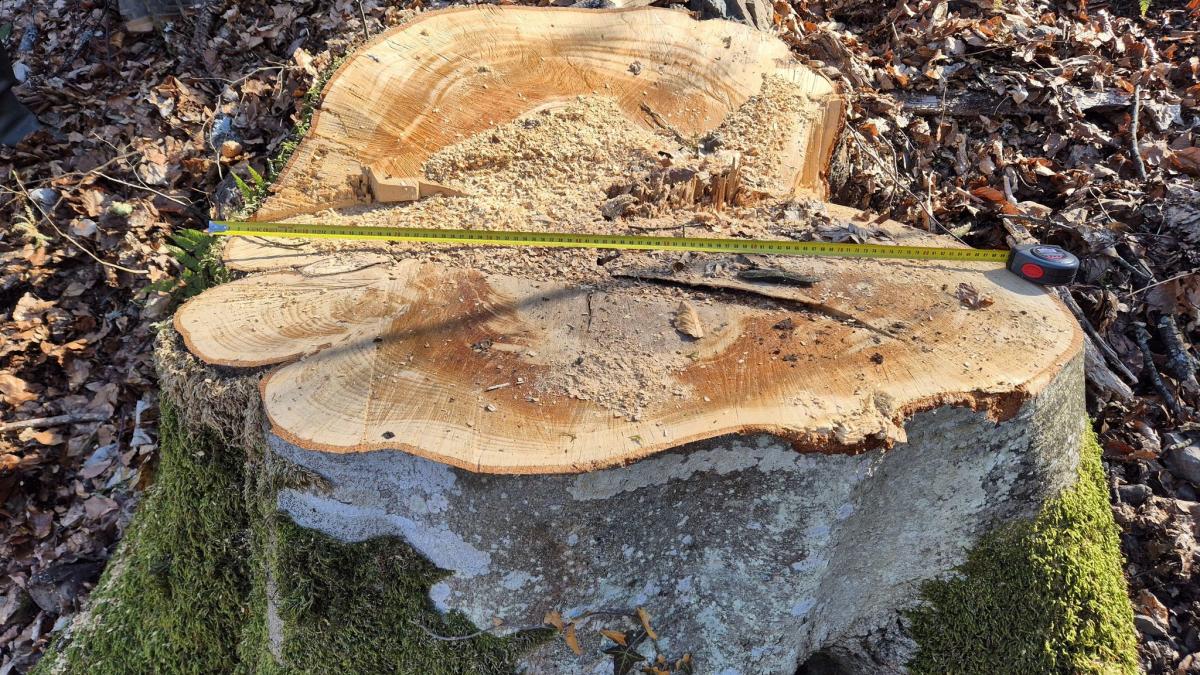 Buzoianu afirma ca a descoperit metoda prin care se fura padurile Romaniei Au falsificat un ciocan de marcat si