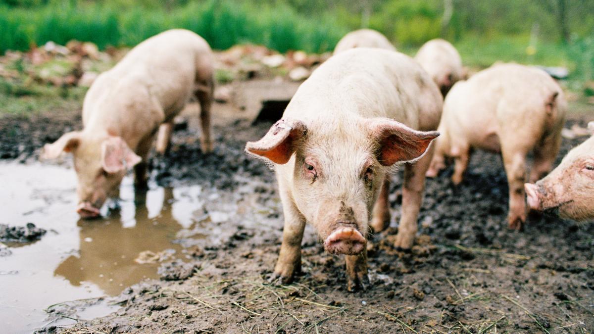 Camera Deputaților a aprobat măsuri suplimentare pentru combaterea pestei porcine africane. Sprijin pentru... 2 Camera Deputatilor a aprobat masuri suplimentare pentru combaterea pestei porcine africane Sprijin pentru