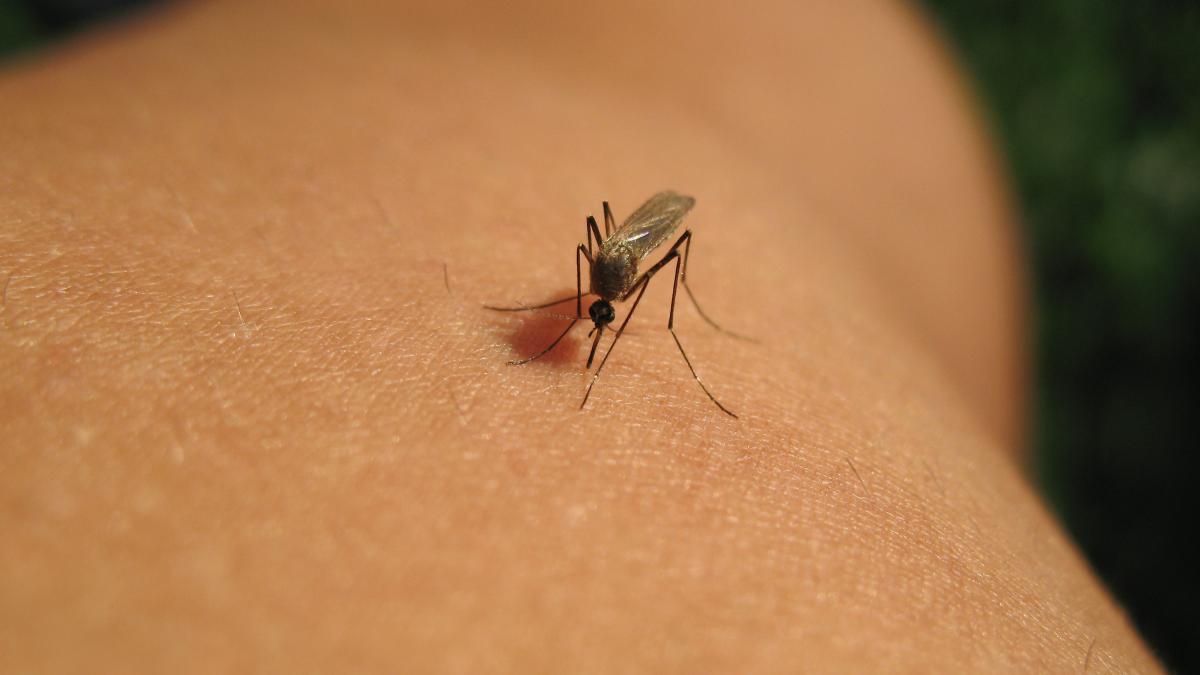 Un bărbat a murit, iar alți doi au fost spitalizați din cauza infecției cu virusul West Nile. Care sunt simptomele și... 2 Un barbat a murit iar alti doi au fost spitalizati din cauza infectiei cu virusul West Nile Care sunt simptomele si